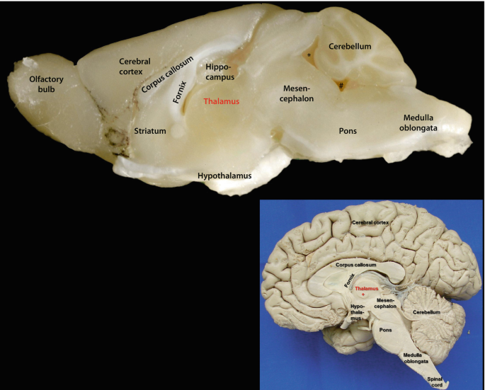 The Mouse Thalamus | SpringerLink