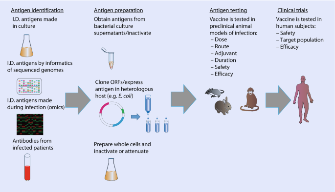 Applied and experimental bacterial vaccines. Today, established