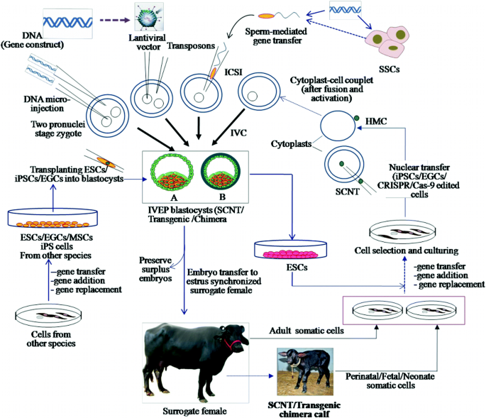 Transgenesis and Genetically Engineered Livestock as Live Bioreactors |  SpringerLink