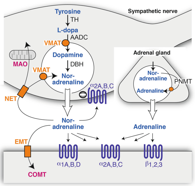 epinephrine and norepinephrine feedback loop