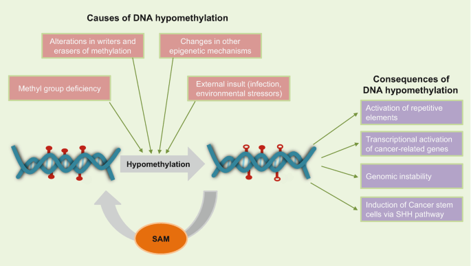 hypomethylation and glutathione deficiency Targeting DNA in Malignancy by Epigenetic Therapies The interplay between oxidative stress
