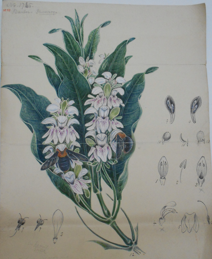 A painting of Duvernoia adhatodoides flowers attached to its leaves. The left and right sides have sketches of its leaves, petals, buds, stigma, and more.
