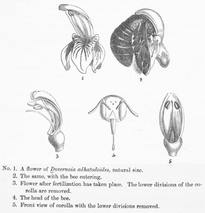 An excerpt from a page with sketches of a Duvernoia adhatodoides flower, a bee entering the flower, the style and stigma of the flower, the head of the bee, and the corolla with removed lower parts of the flower.