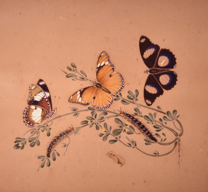 A painting of three Diadema misippus butterflies on the branches of a plant. The branches have caterpillar-like worms on them.