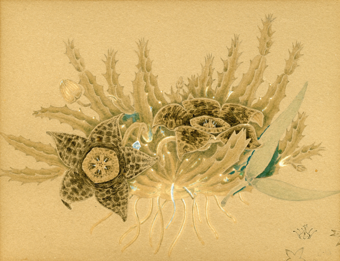 A painting of two Stapelia variegate flowers. One of the flowers has a front-faced corolla. The corolla of the other one faces the top. The flowers have thorn-like leafy structures.