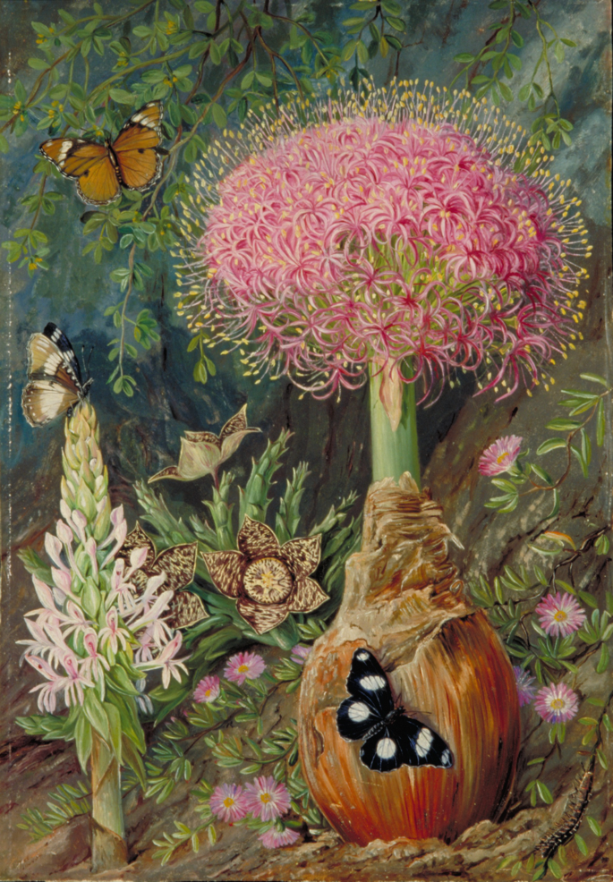 A painting of a variety of African flowers and butterflies. A flower bunch in the front has a bulb-shaped lower stem. A butterfly sits on it. Several other flowers with different shapes, sizes, and structures are drawn around the flower bunch.