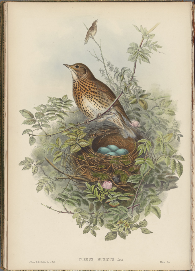 A painting of a thrush bird sitting on a branch of a flowering plant. Its nest on the bottom has 4 eggs in it.