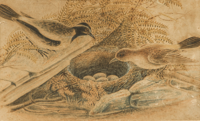 A painting of two Myrmecocichla bifasciata birds looking over a nest with four eggs from both sides.