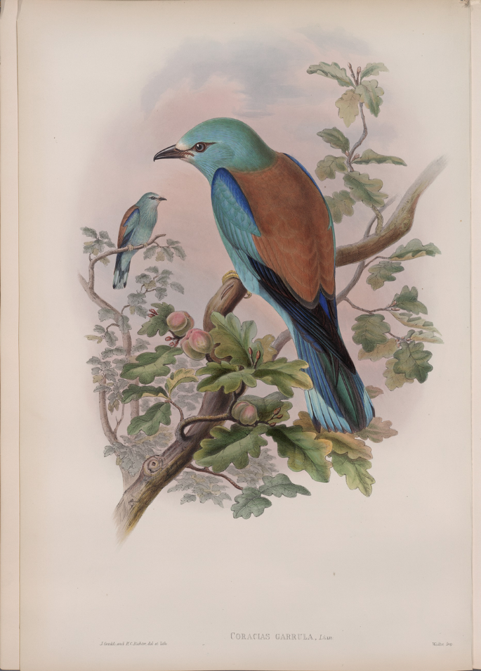 A painting of two roller birds who sit on the branches of a flowering tree. The bird drawn in proximity appears big than the bird drawn at a distance.