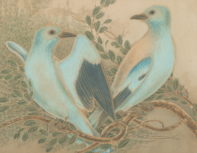A painting of two Coracias garrula birds sitting on the branches of a tree. The bird on the left spreads its wings. Both the birds look at each other.
