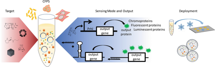 High-Throughput Regulatory Part Prototyping and Analysis by Cell-Free  Protein Synthesis and Droplet Microfluidics