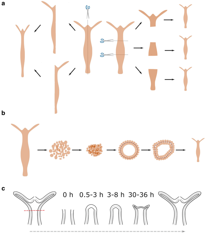 Cellular and Molecular Mechanisms of Hydra Regeneration | SpringerLink