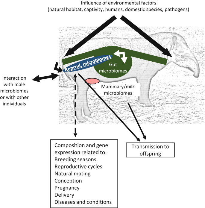 Into the Wild: Animal Microbiomes in Conservation