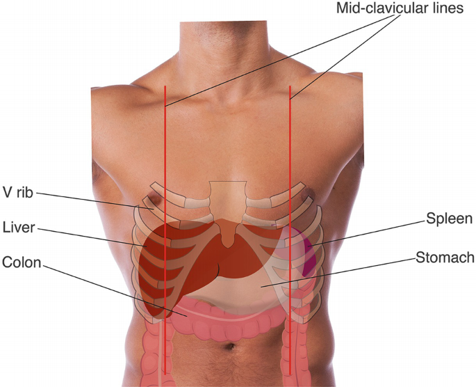Anatomy and Embryology of the Liver | SpringerLink