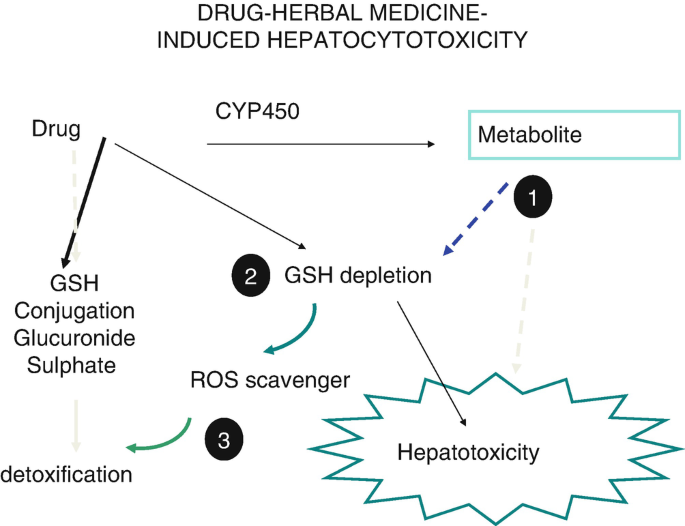 glutathione liver diseases hepatotoxicity Hepatotoxicity: Mechanisms of Injury hair-restoration
