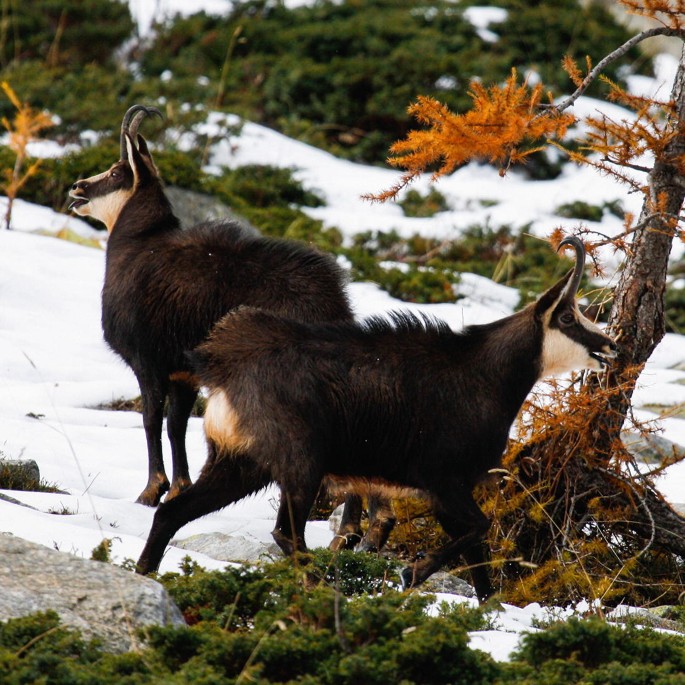 Chamois release to strengthen important Central Apennines population