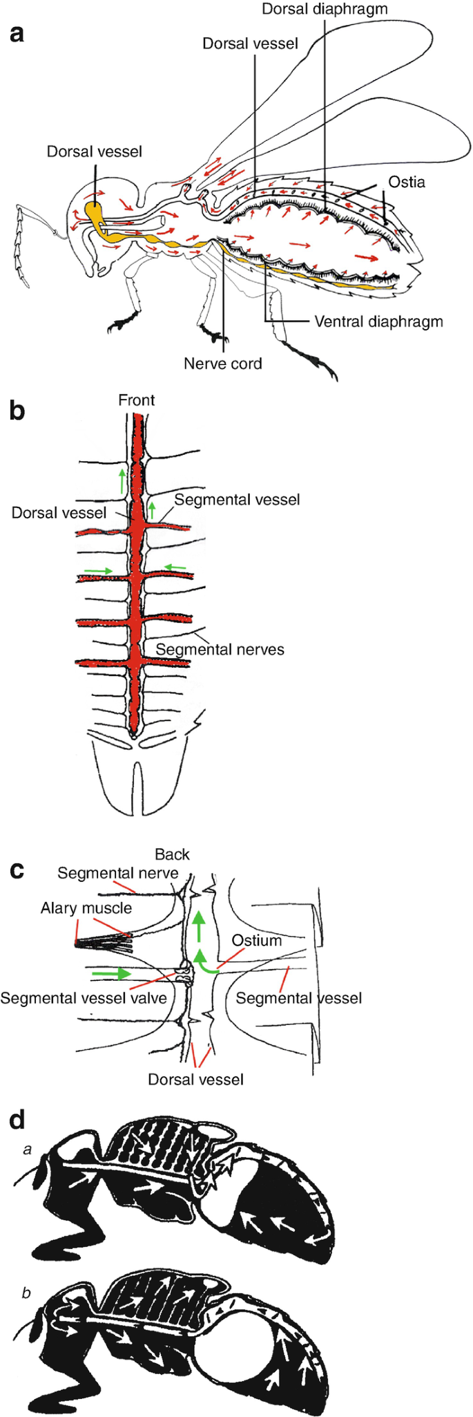3 Simplified illustration of hemolymph channels in the tibia of a