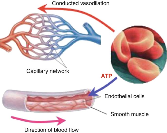 Microcirculation | SpringerLink