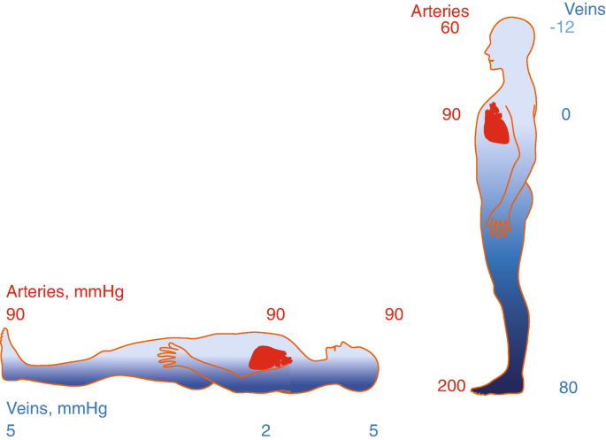 The Effect of Gravity and Upright Posture on Circulation