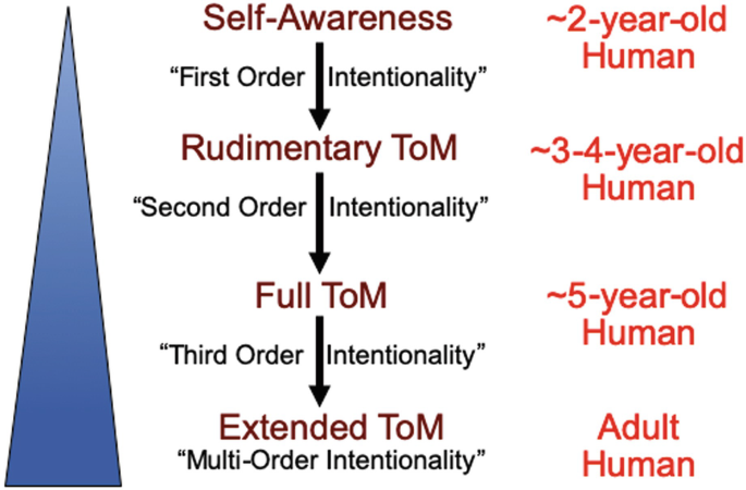 The illustration of the extended theory of mind. For self awareness, 2 year old human, for rudimentary T o M, 3 to 4 year old human, for full T o M, 5 year old human, for extended T o M, adult human.