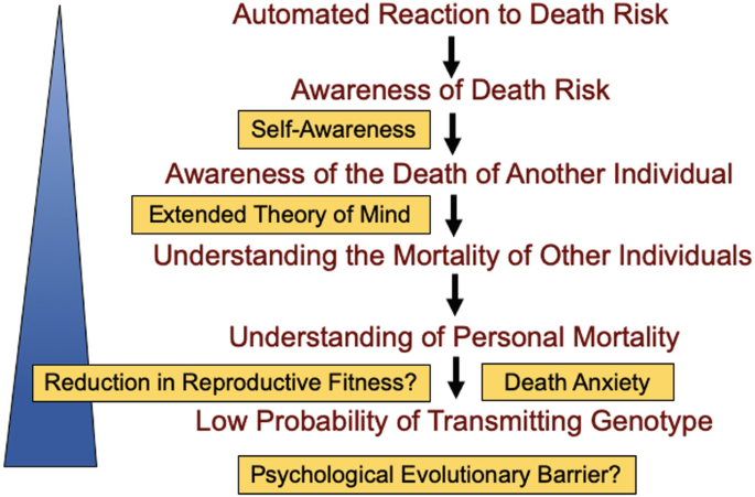 The flow diagram in awareness of death risk and understanding of mortality. This contains automated reaction to death risk, awareness of death risk, awareness of the death of another individual, understanding the mortality of other individuals, understanding of personal mortality, low probability of transmitting genotype.