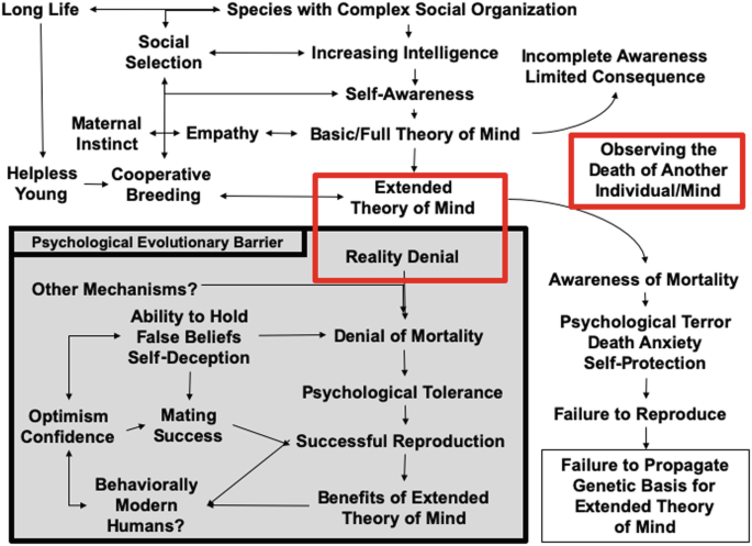 The Extended view of some factors involved in the proposed mind over reality transition in psychological evolutionary barrier. Extended theory of mind, reality denial and observing the death of another individual or mind are marked in the box.