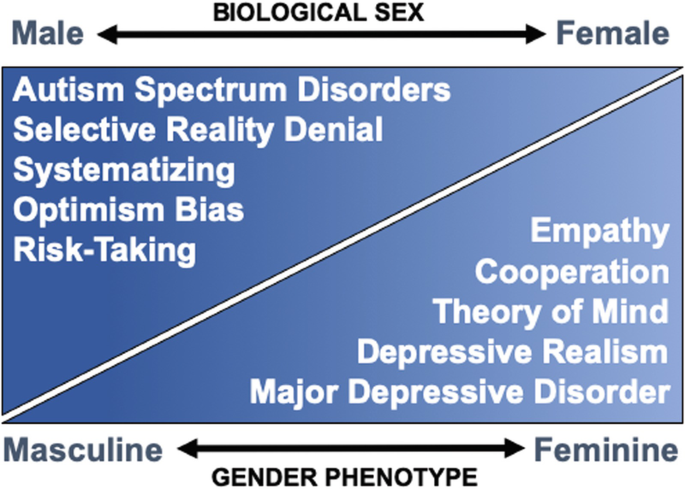 The illustration of speculation regarding features of human sex and gender that are potentially relevant. It includes biological sex for male and female and gender phenotype for masculine and feminine.