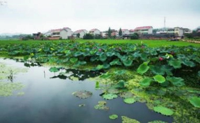 Experiences And Cases On Schistosomiasis Control Research Springerlink