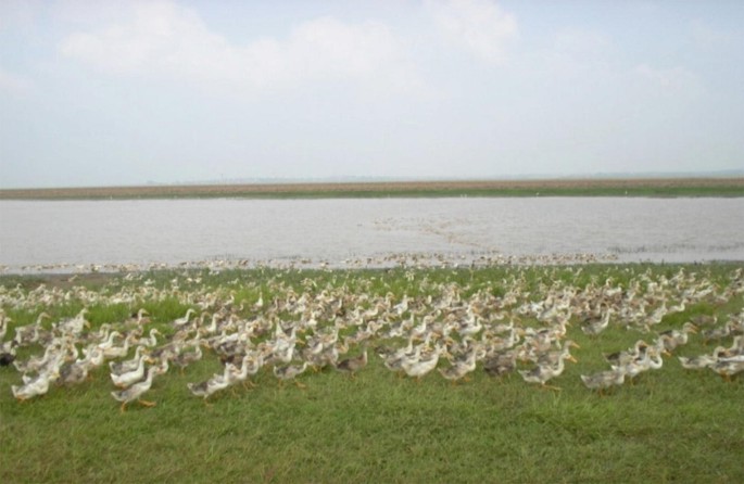 Experiences And Cases On Schistosomiasis Control Research Springerlink