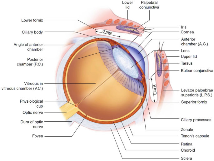 eye model anatomy and physiology