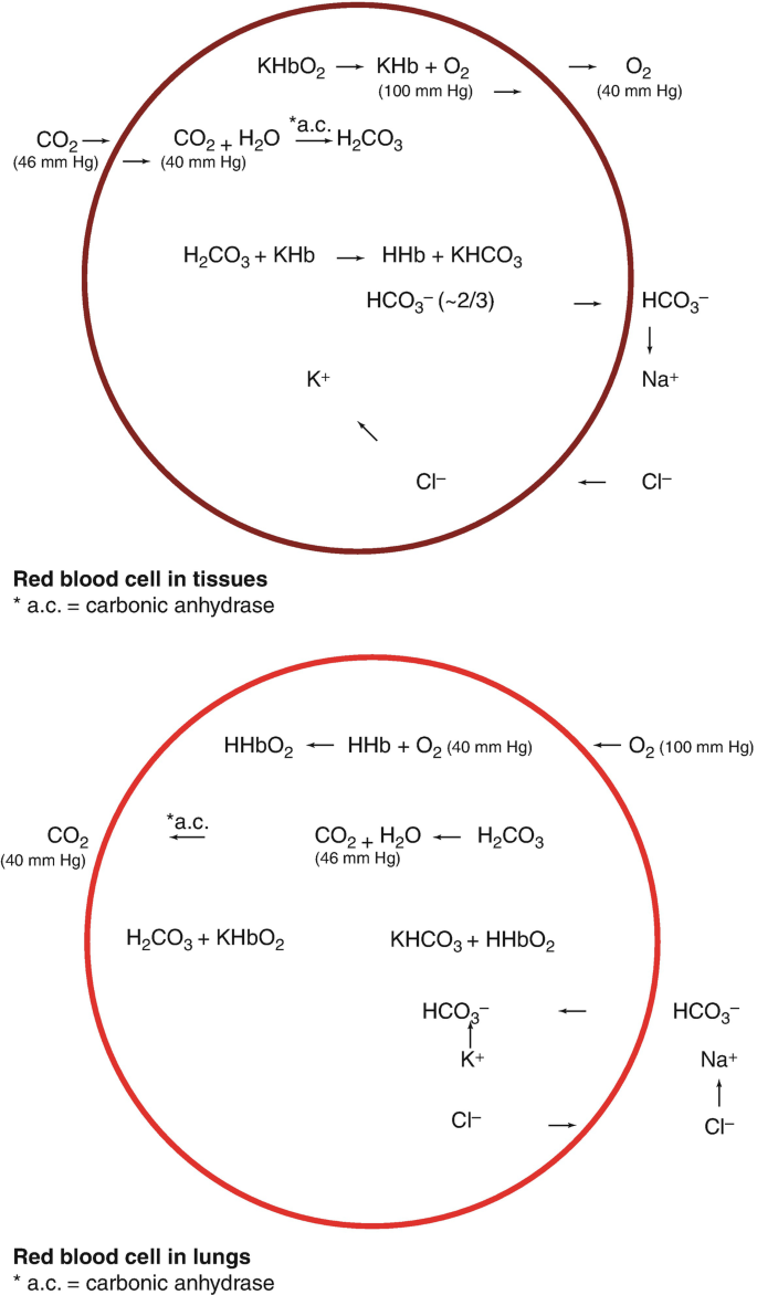 Le opere dei maestri italiani nelle gallerie di Monaco, Dresda e Berlino, image size:685x1172