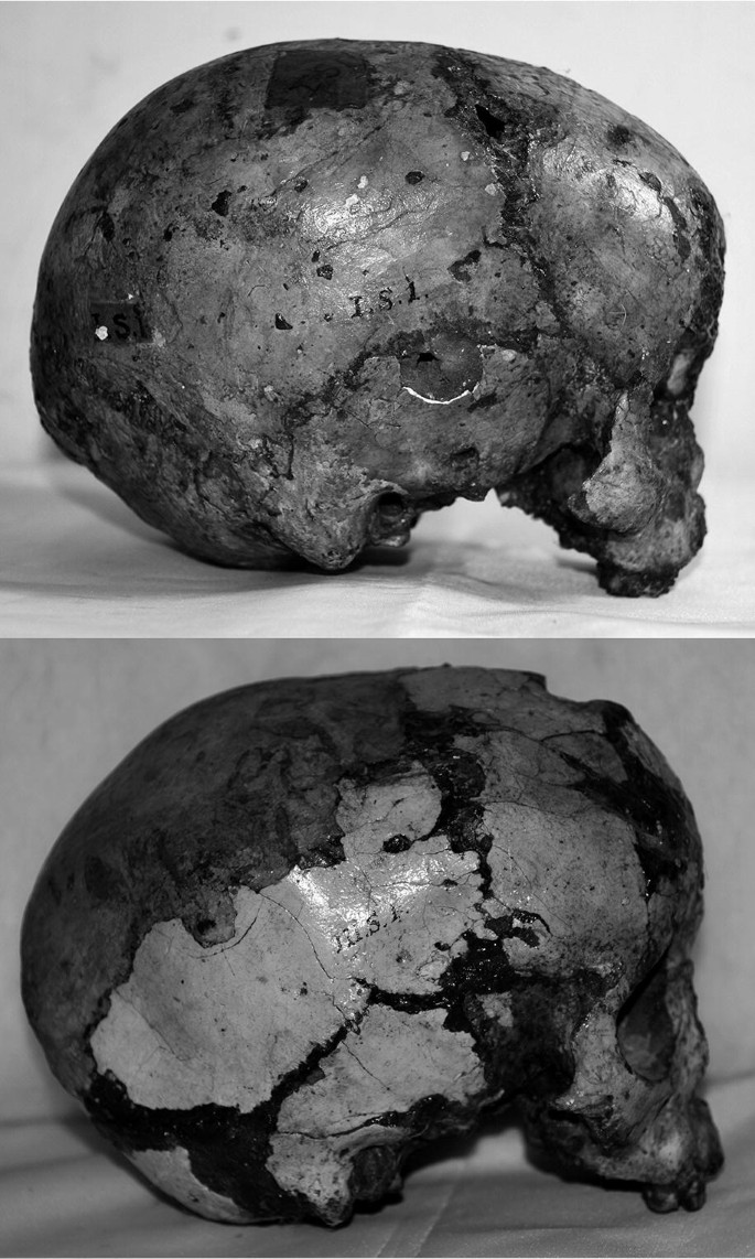 Black Skull USA Mass Gainer 1500 g /3000 g 