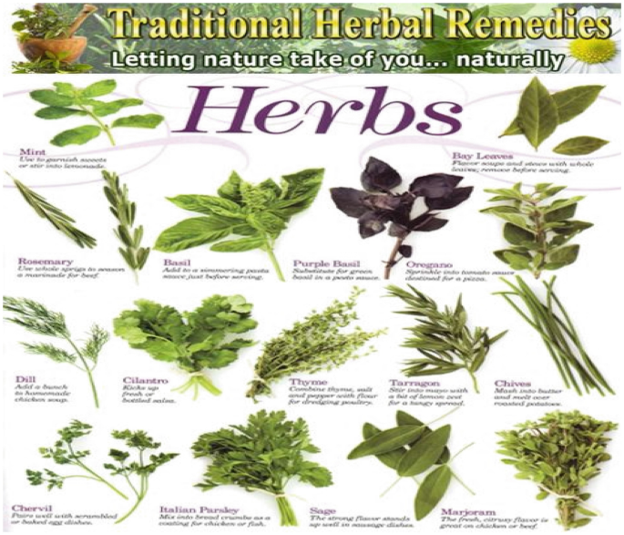 Why Study Herbal Plants? | SpringerLink why-study-herbal-plants-springerlink