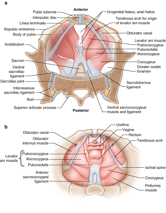 Anatomy of the Female Pelvis