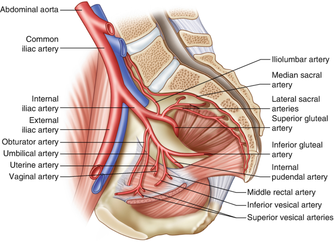 Anatomy of the Female Pelvis | SpringerLink