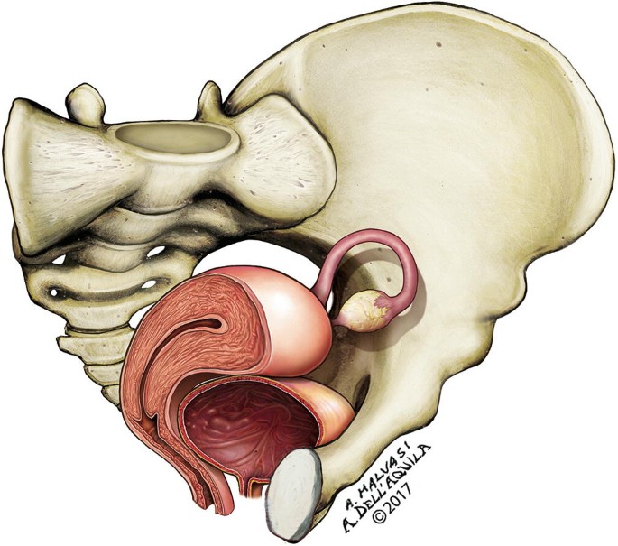 Lifesize Female Pelvic Cavity of The Model, The Mode of Section 4D