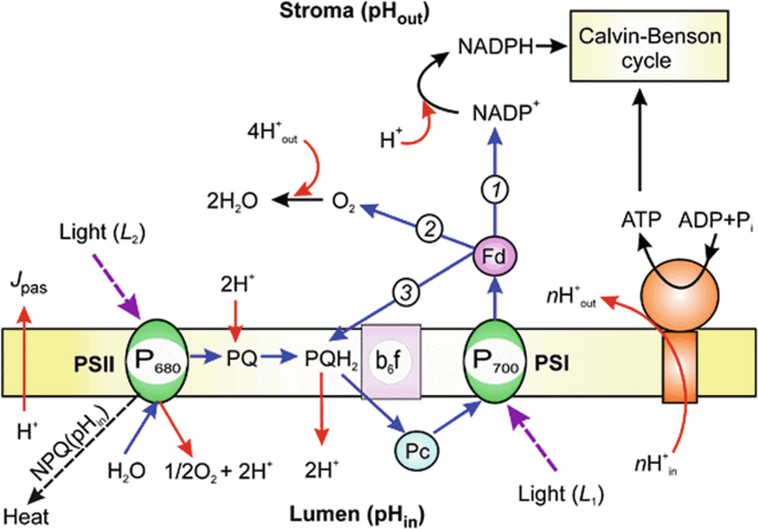 Photosynthesis Respiration And Long Distance Transport Photosynthesis Springerlink