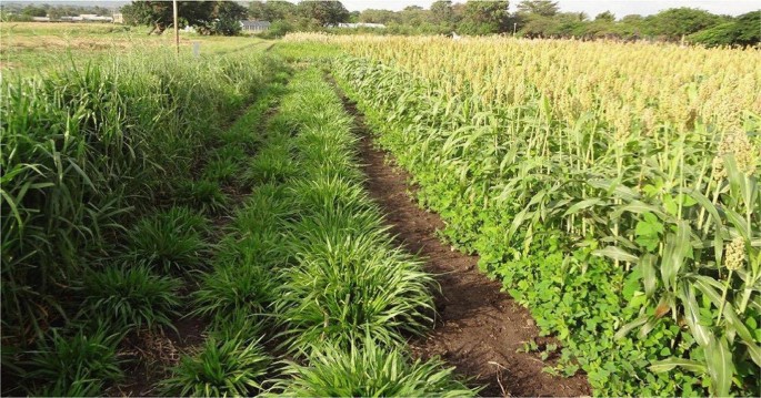 Integrated Management of Napier Grass Stunt Disease in East Africa |  SpringerLink