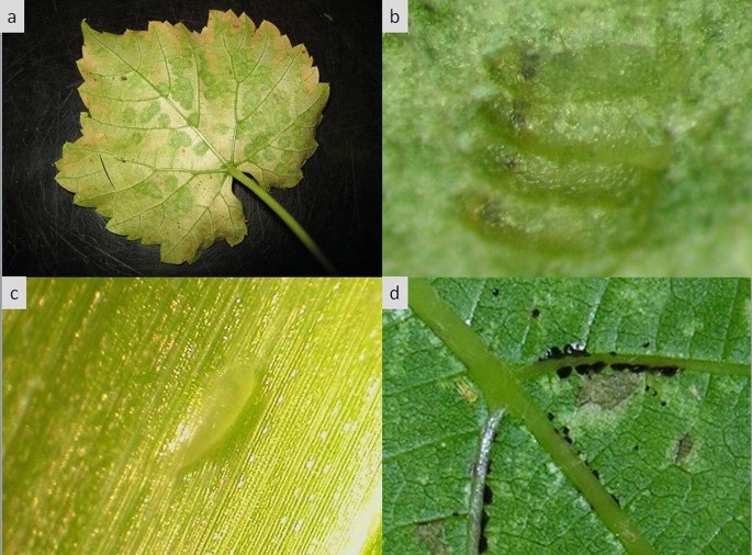 Mineral and Plant Oils as Management Tools to Control Insect Vectors of  Phytoplasmas | SpringerLink