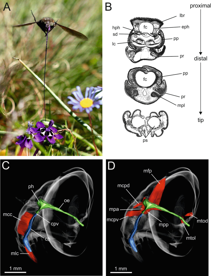 Superlong Proboscises as Co-adaptations to Flowers