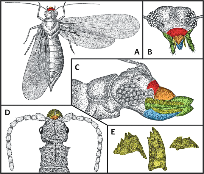 Unsettling, Fascinating Insects In Maryland