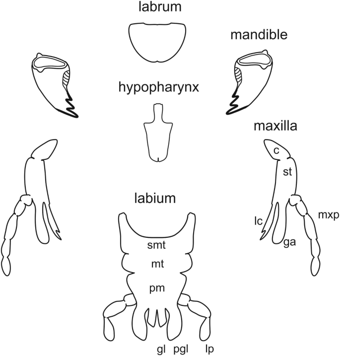 Form and Function of Insect Mouthparts | SpringerLink