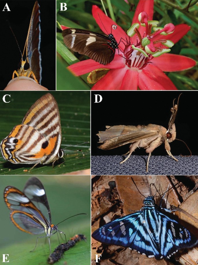 Butterfly Proboscis (Straw & Sponge) - The Infinite Spider