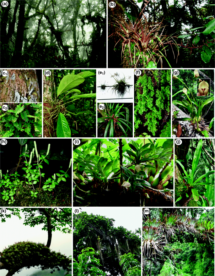 PDF) Vascular epiphytic community along elevational zone in sub-tropical  forest ecosystem