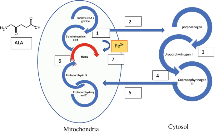 Modulation and proteomic changes on the heme pathway following treatment  with 5-aminolevulinic acid - ScienceDirect