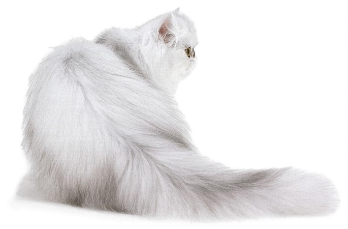 Coat Color Genetics Springerlink