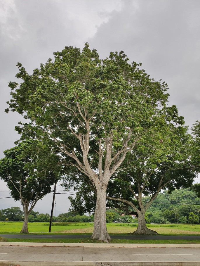 arbres et plantes Arbre - Plantons un arbre pour le jour de la Terre avec Arbre-Évolution