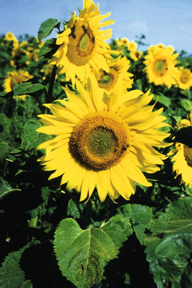 Sunflower Oil Springerlink