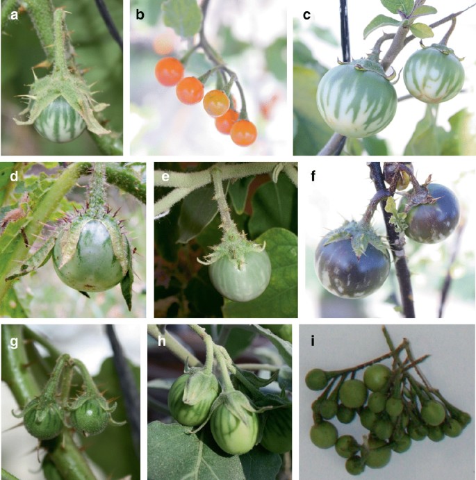 Representative fruits of each of the scarlet eggplant complex (S.