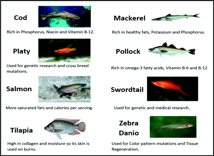 Fish, Definition, Species, Classification, & Facts